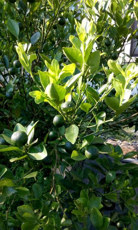 סאנשינג Hasayaki Homestay מראה חיצוני תמונה