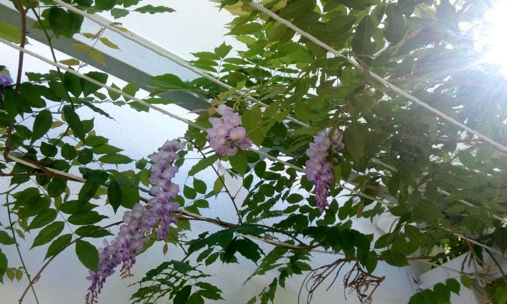 סאנשינג Hasayaki Homestay מראה חיצוני תמונה