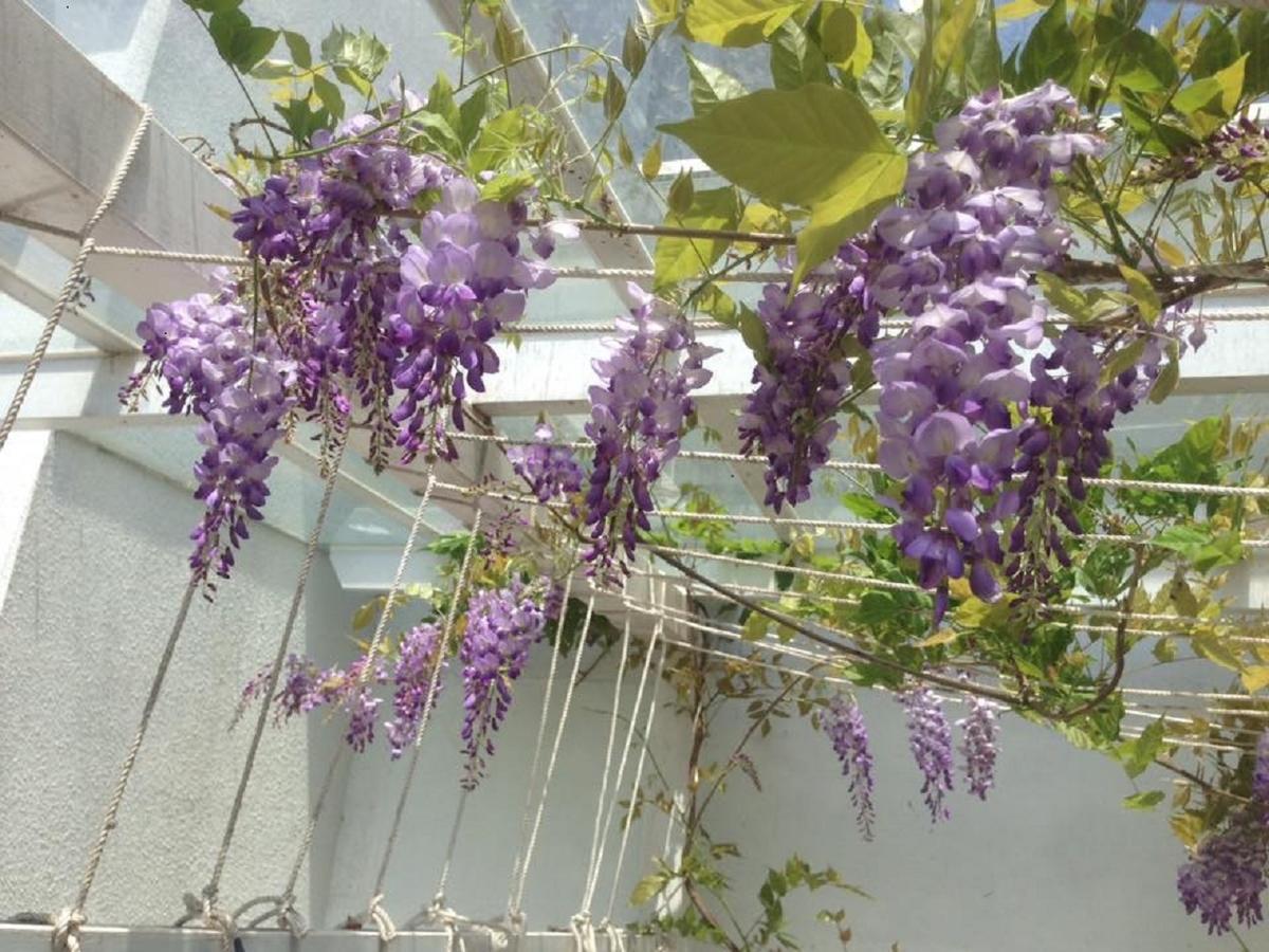 סאנשינג Hasayaki Homestay מראה חיצוני תמונה